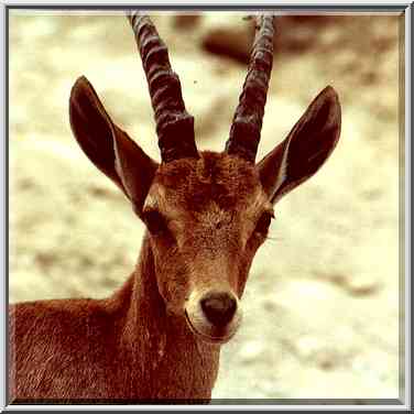 A watching ibex on a trail near Nahal David. Ein Gedi, the Middle East, November 30, 2000