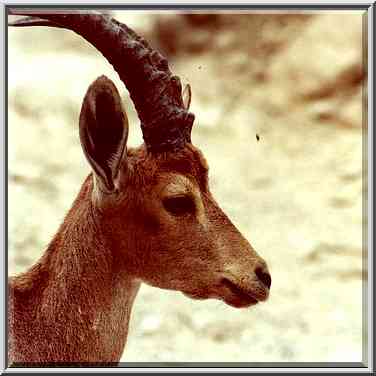 Profile of the same ibex. Ein Gedi, the Middle East, November 30, 2000