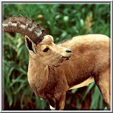 An ibex in front of reeds growing in Nahal David ...[3 words]... the Middle East, November 30, 2000