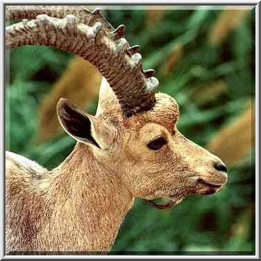 Enlarged picture of the same ibex in front of ...[3 words]... the Middle East, November 30, 2000