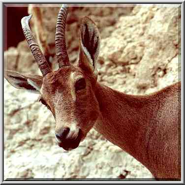 Young ibex on a trail near Nahal David. Ein Gedi, the Middle East, November 30, 2000