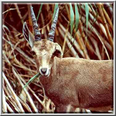 An ibex chewing reeds on a trail near Nahal ...[3 words]... the Middle East, November 30, 2000