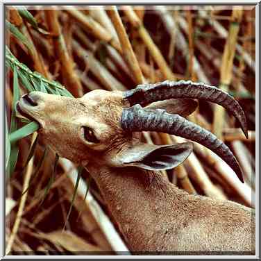 Feeding ibex on a trail near Nahal David. Ein Gedi, the Middle East, November 30, 2000