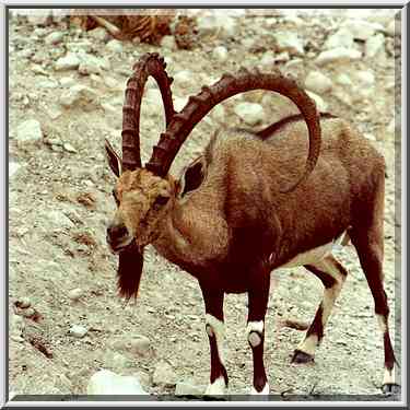 Standing up ibex near the entrance to Nahal ...[3 words]... the Middle East, November 30, 2000