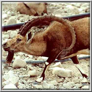 A big ibex standing still near the entrance to ...[4 words]... the Middle East, November 30, 2000