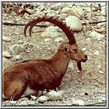 Resting ibex near the entrance to Nahal David. ...[2 words]... the Middle East, November 30, 2000