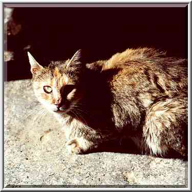 A cat hiding under a car on Haviva Reik St. Beer-Sheva, the Middle East, December 2, 2000