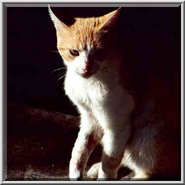 A cat with a broken paw on Haviva Reik St. Beer-Sheva, the Middle East, December 2, 2000