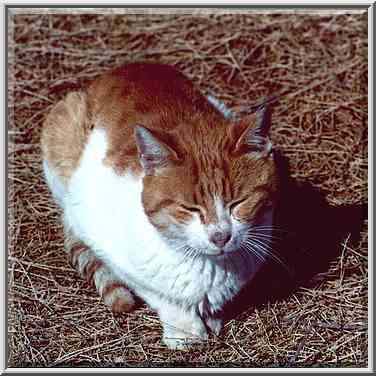 Tanning cat on Haviva Reik St. Beer-Sheva, the Middle East, December 2, 2000