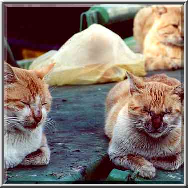 A group of cats sleeping over a dumpster during ...[14 words]... the Middle East, December 2, 2000