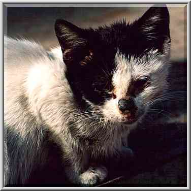 A skinny kitten on N. Ringenblum St. Beer-Sheva, the Middle East, December 2, 2000