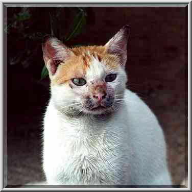 Stray cats portrait taken near Ringenblum St. Beer-Sheva, the Middle East, December 2, 2000