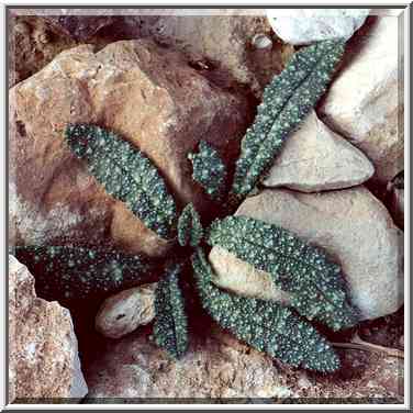 A thorny plant on a trail north from Masada. The Middle East, December 7, 2000