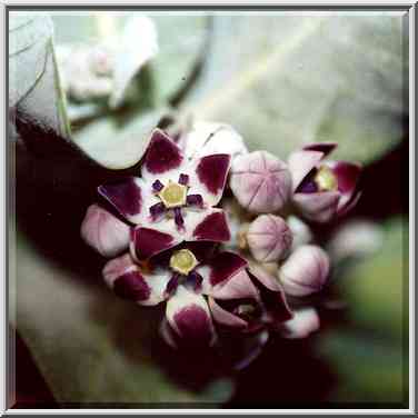 Sodom apple plant in bloom, cut at Masada ...[2 words]... the Middle East, December 8, 2000