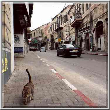 Begging cat on Yefet St. deserted by tourists. Jaffa, the Middle East, January 4, 2001