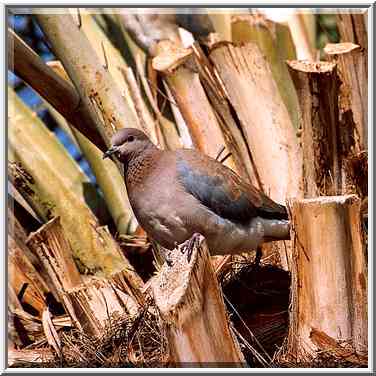 A dove on a palm at a parking place near a ...[10 words]... (?), the Middle East, January 13, 2001