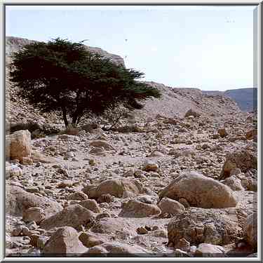 Acacia tree at Nahal Tseelim, 2 miles north from Masada. The Middle East, January 20, 2001