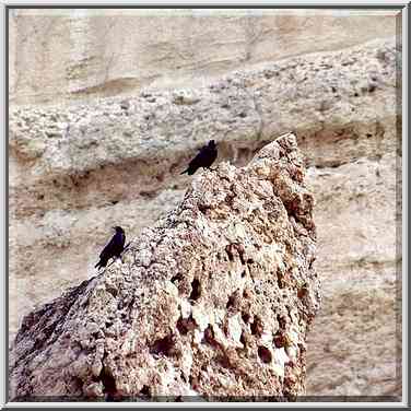 Crows on a limestone in Nahal Tseelim Canyon, 2 ...[4 words]... The Middle East, January 20, 2001