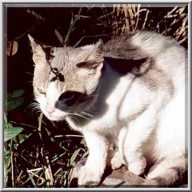 A stray cat near Ben Gurion Blvd. Beer-Sheva, the Middle East, January 26, 2001