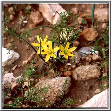 Wild onion flowers in Negev Desert in northern Beer-Sheva. The Middle East, January 26, 2001