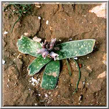 Wild flowers (with leaves eaten by Bedouin sheep) ...[6 words]... The Middle East, January 26, 2001