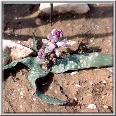 Wild flowers in Negev Desert in northern Beer-Sheva. The Middle East, January 26, 2001