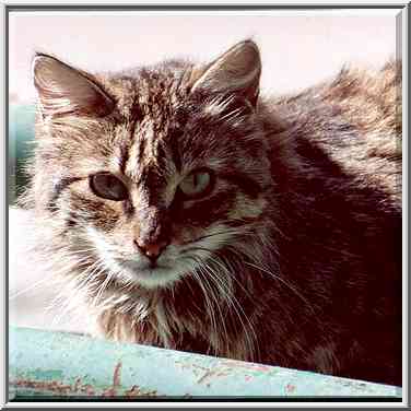 Stray cat looking from a dumpster on Haviva Reik ...[2 words]... the Middle East, January 26, 2001