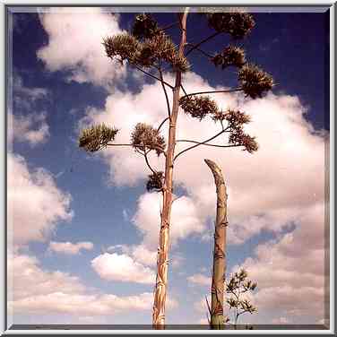 Big agave flowers on intersection of Itzhak Rager ...[5 words]... the Middle East, January 26, 2001