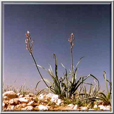 The most common winter flower in Negev Desert, ...[4 words]... The Middle East, January 27, 2001