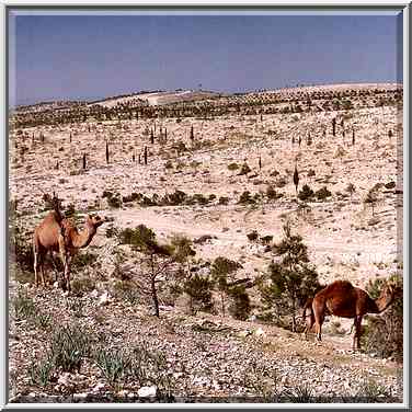 Pine forest in northern Beer-Sheva. The Middle East, January 27, 2001