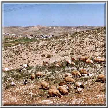 Bedouin villages 1 mile north from Beer-Sheva. The Middle East, January 27, 2001