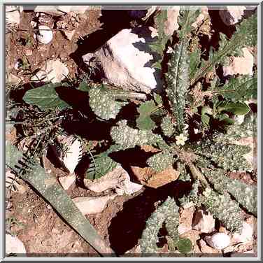 Wild flowers after rains in Negev Desert 2 miles ...[3 words]... The Middle East, January 27, 2001