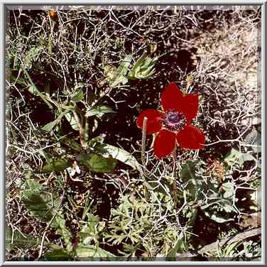 Early red anemone flower in Negev Desert in Givot ...[8 words]... The Middle East, January 27, 2001