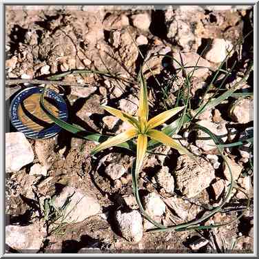 Wild onion flowers in Negev Desert in Mt. Karkor ...[6 words]... The Middle East, January 27, 2001