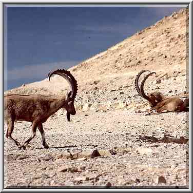 Disturbed ibex (others still sleeping) on a rim ...[9 words]... the Middle East, February 1, 2001