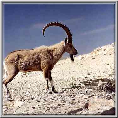 Close up of a disturbed ibex on a rim of Ramon ...[7 words]... the Middle East, February 1, 2001