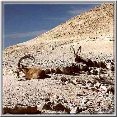 Ibexes resting at morning on the foot of a hill ...[12 words]... the Middle East, February 1, 2001