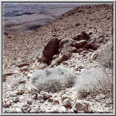 Weeds along a trail to Ramon Crater south from ...[2 words]... The Middle East, February 1, 2001