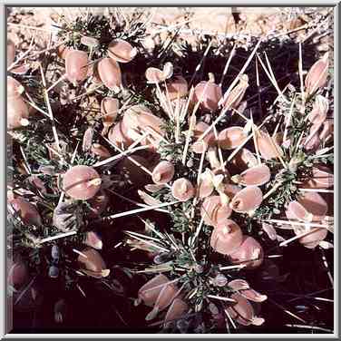 A desert plant on a shoulder of the road to Eilat ...[5 words]... the Middle East, February 1, 2001