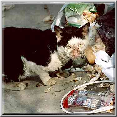 A cat living in Shekhuna Dalet neighborhood. Beer-Sheva, the Middle East, February 2, 2001