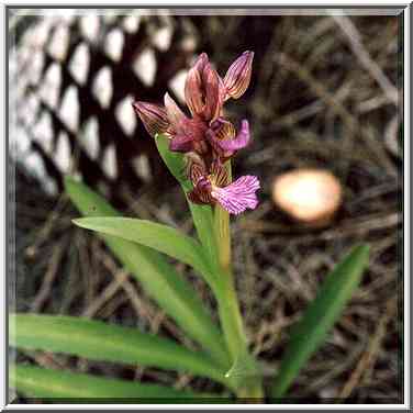 A flower in a pine forest in Lahav, 10 miles ...[3 words]... The Middle East, February 2, 2001