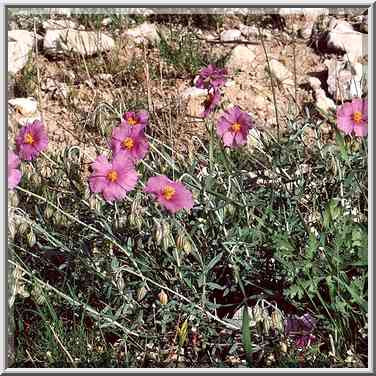 Flowers in Lahav forest, 10 miles north from Beer-Sheva. The Middle East, February 2, 2001