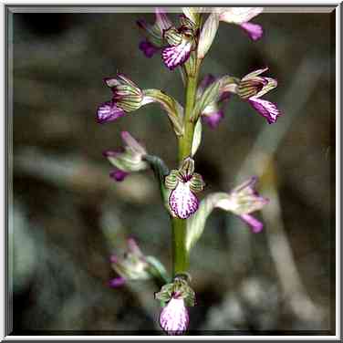 An orchid flower in a pine forest in Lahav, 10 ...[4 words]... The Middle East, February 2, 2001