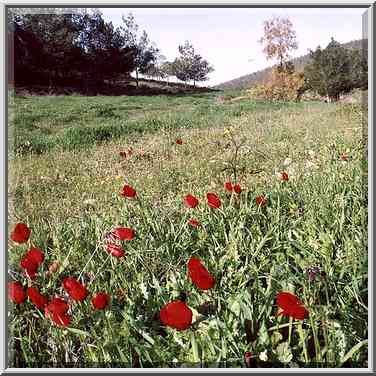 A meadow with red anemones in Lahav forest, 10 ...[4 words]... The Middle East, February 2, 2001