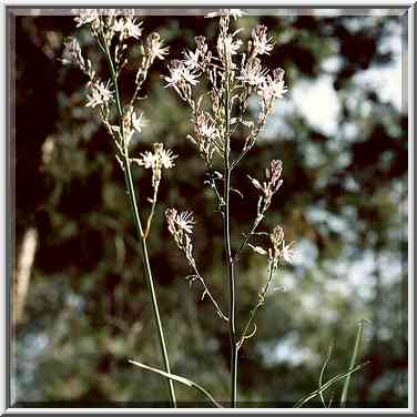 Asphodel flower. Lahav Forest (8 miles north from Beer-Sheva), the Middle East, February 3, 2001