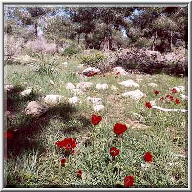 Poppy-like red anemone flowers. Lahav Forest (8 ...[4 words]... the Middle East, February 3, 2001