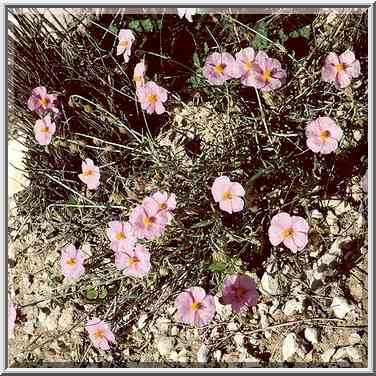 Meadow flowers. Lahav Forest (8 miles north from Beer-Sheva), the Middle East, February 3, 2001