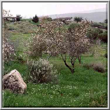 Almond trees in bloom in Neot Kedumim biblical ...[5 words]... The Middle East, February 7, 2001