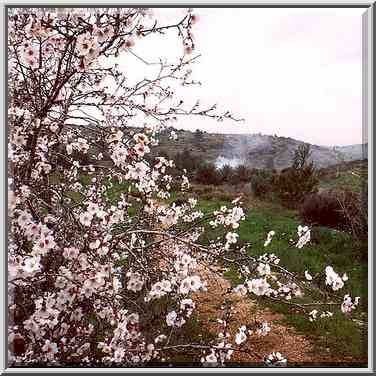 A blooming almond tree in Neot Kedumim biblical ...[5 words]... The Middle East, February 7, 2001