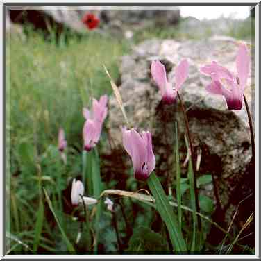 Cyclamens in Neot Kedumim biblical landscape ...[4 words]... The Middle East, February 7, 2001